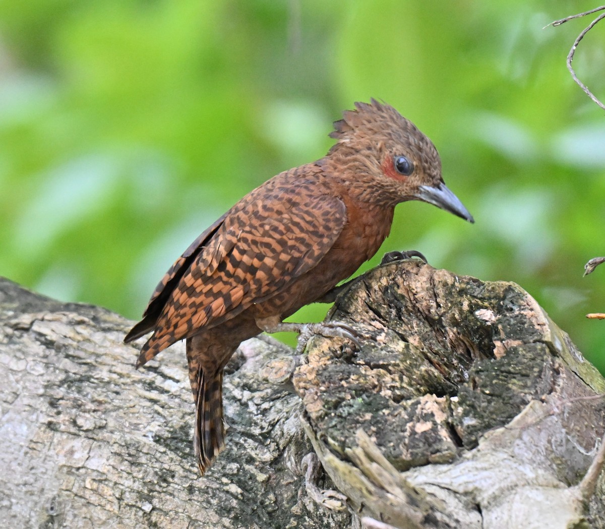 Rufous Woodpecker - ML642104825