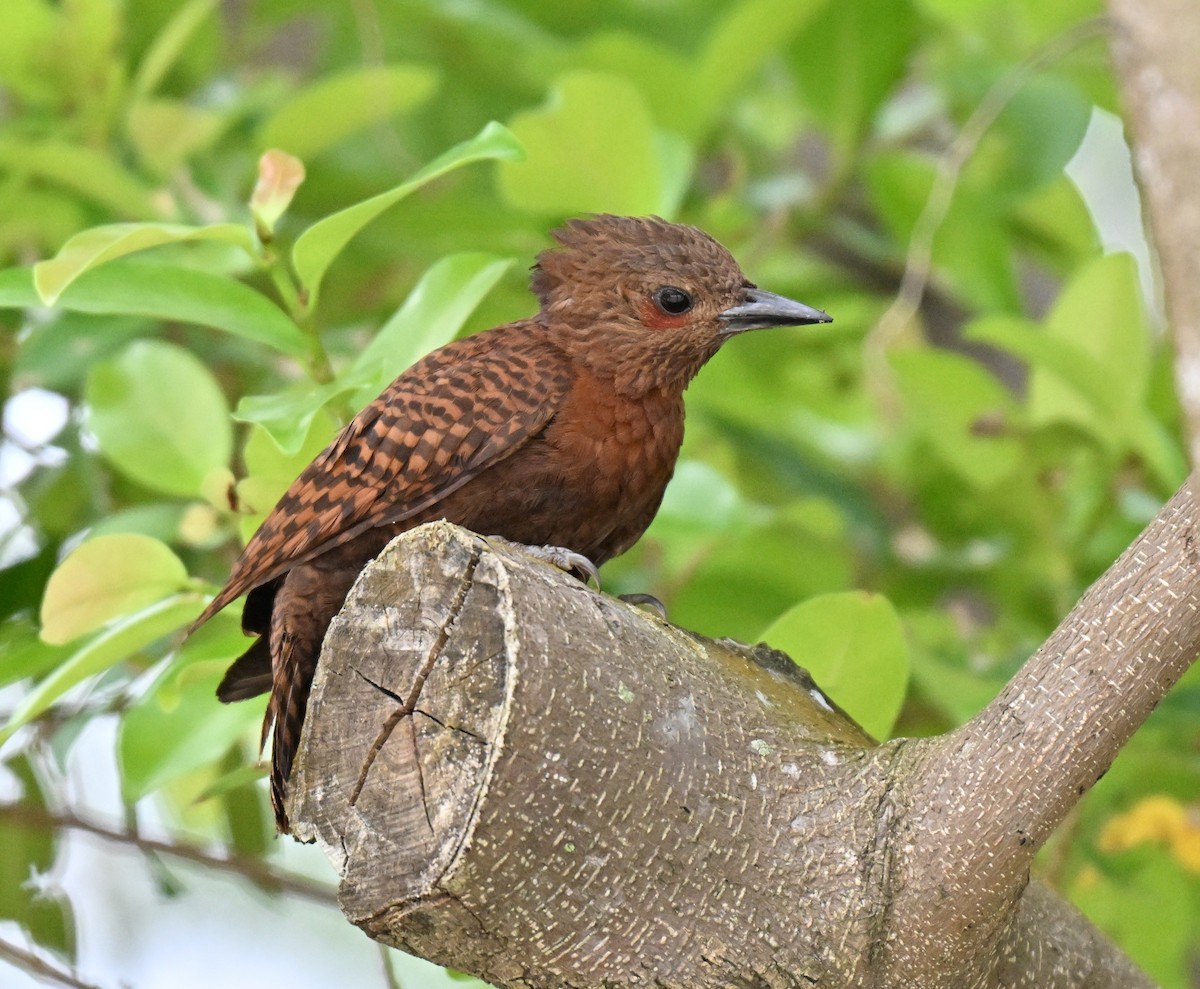 Rufous Woodpecker - ML642104826