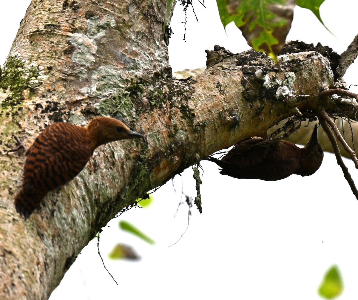 Rufous Woodpecker - ML642104828