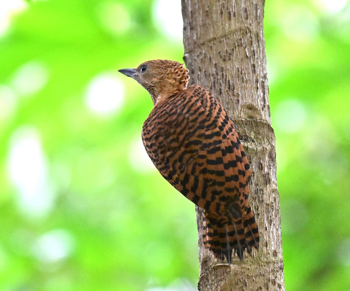 Rufous Woodpecker - ML642104829