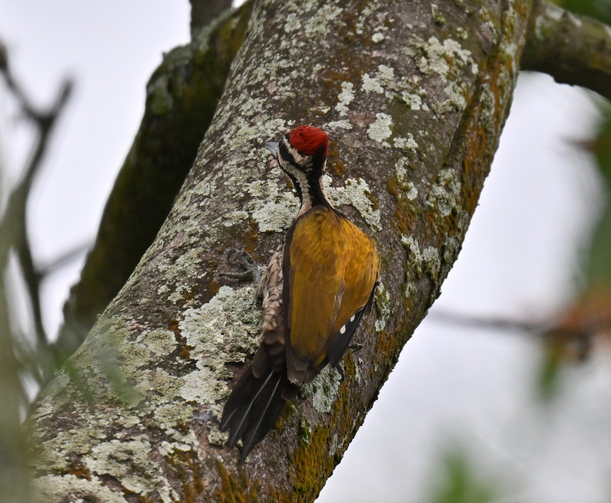 Common Flameback - ML642104835