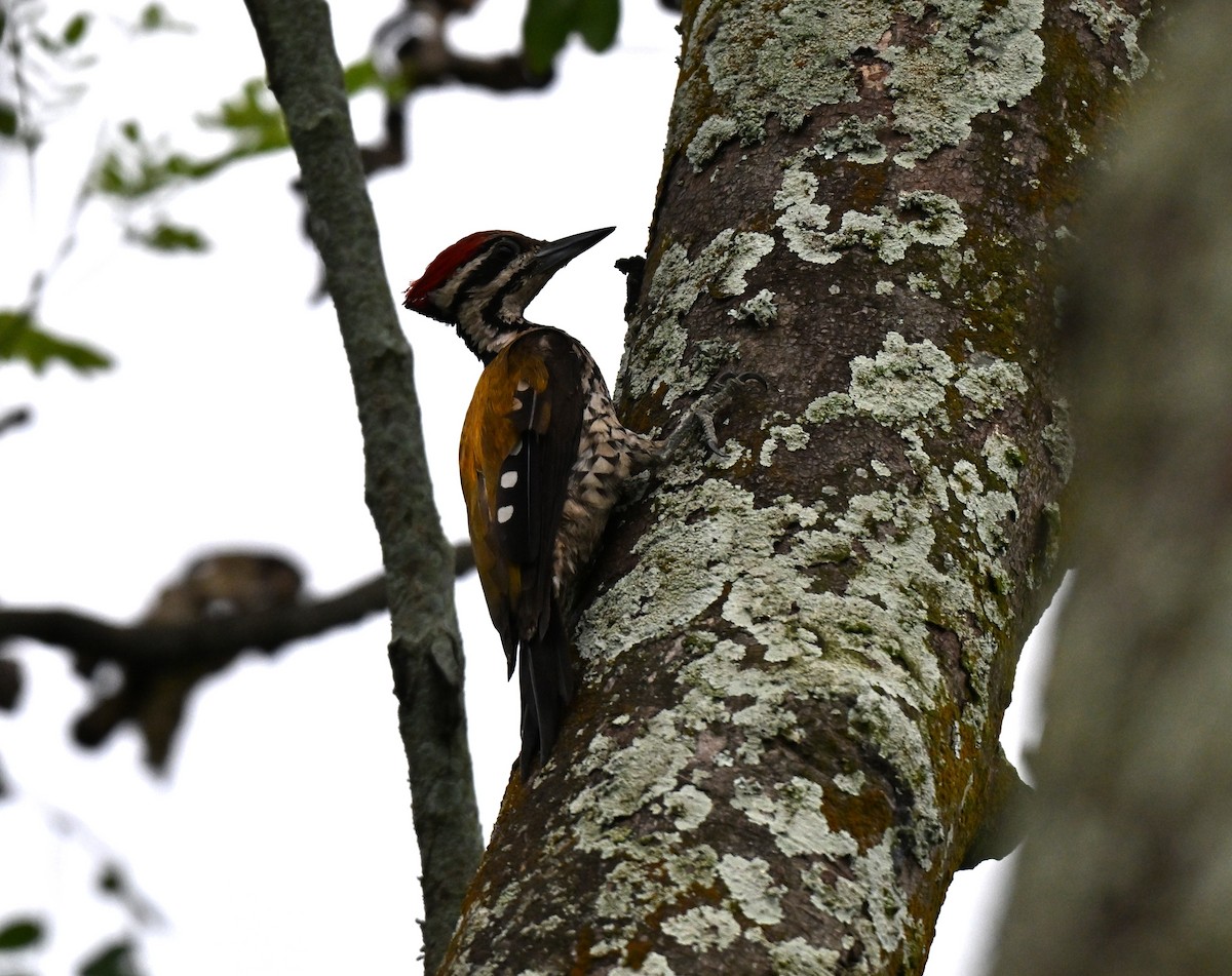 Common Flameback - ML642104836
