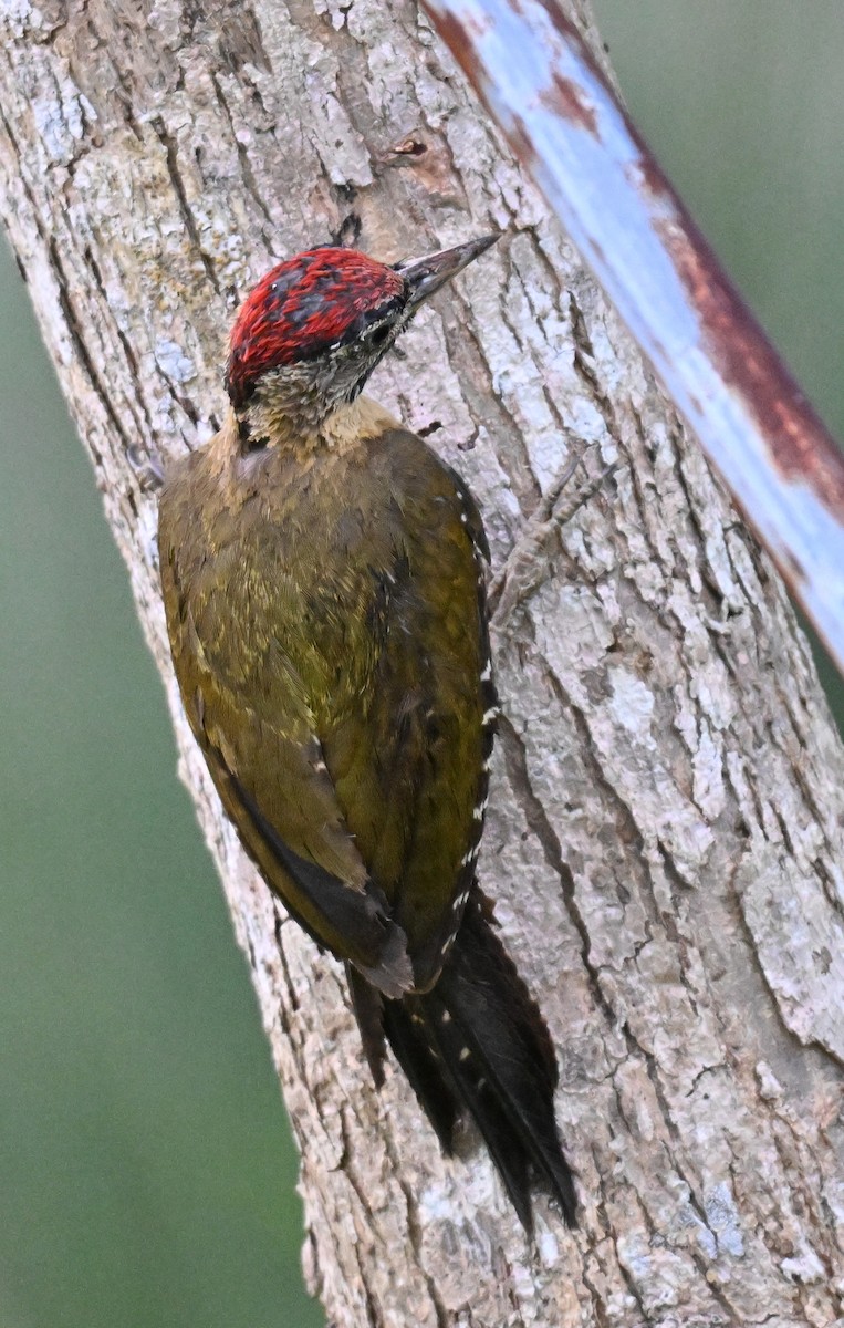 Laced Woodpecker - ML642104837