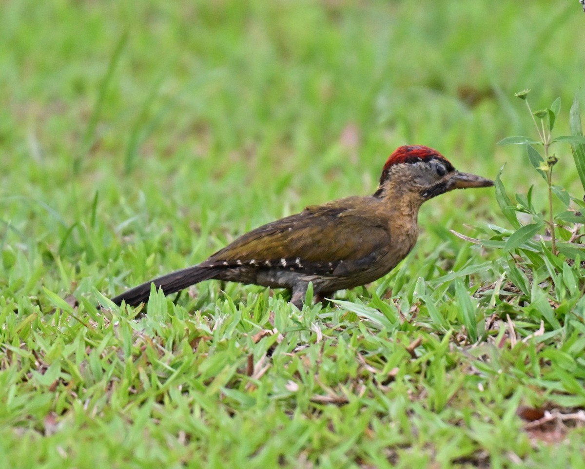 Laced Woodpecker - ML642104838