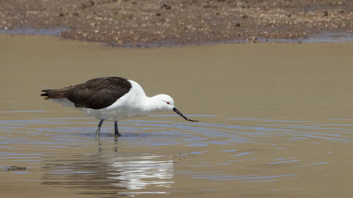 Andean Avocet - ML642104839