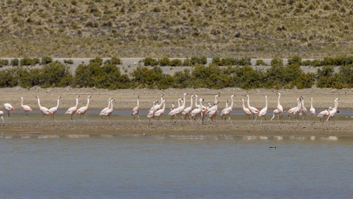 Chilean Flamingo - ML642104840