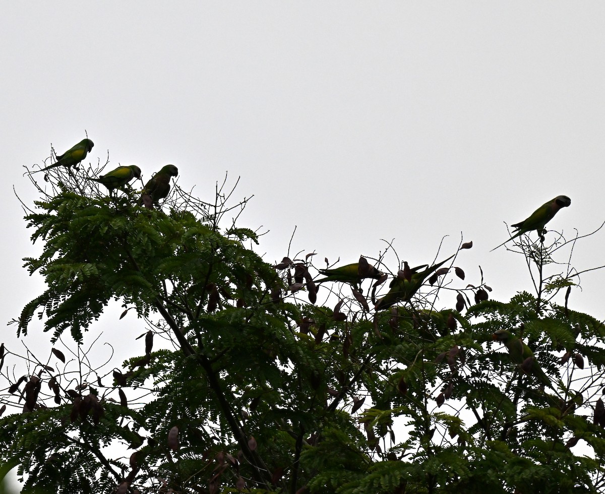 Rose-ringed Parakeet - ML642104842