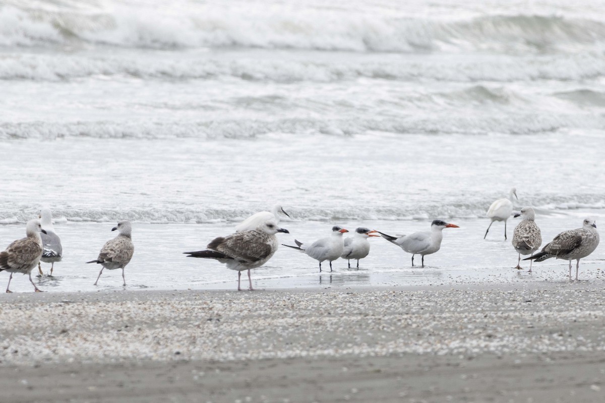 Caspian Tern - ML642104844