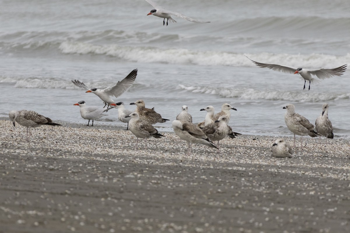 Caspian Tern - ML642104847