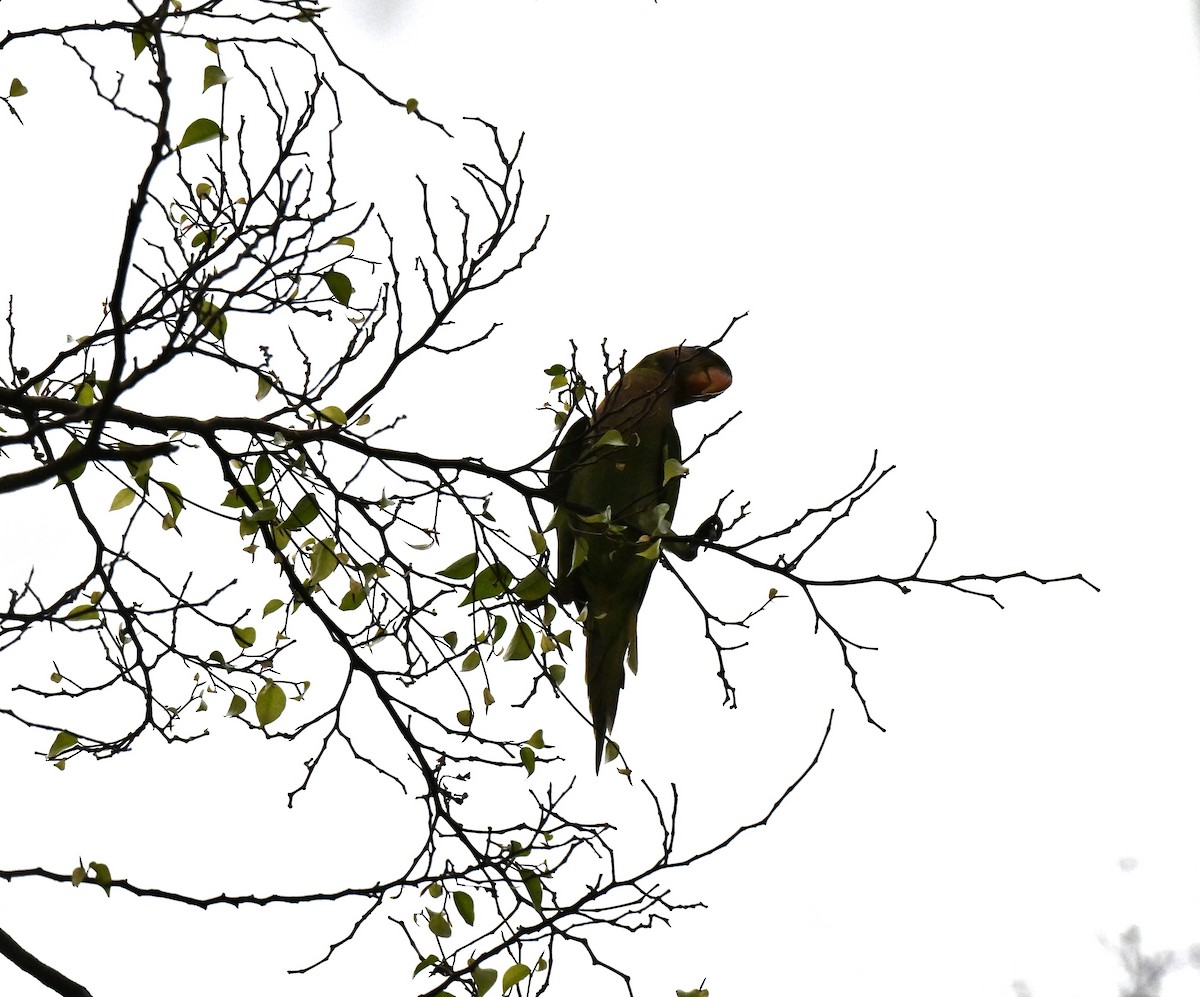 Red-breasted Parakeet - ML642104849