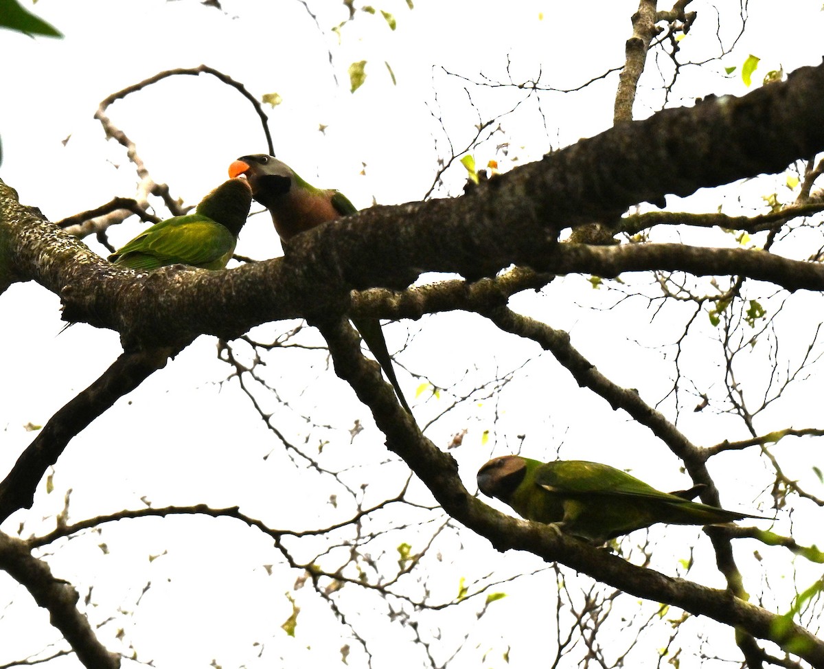 Red-breasted Parakeet - ML642104850