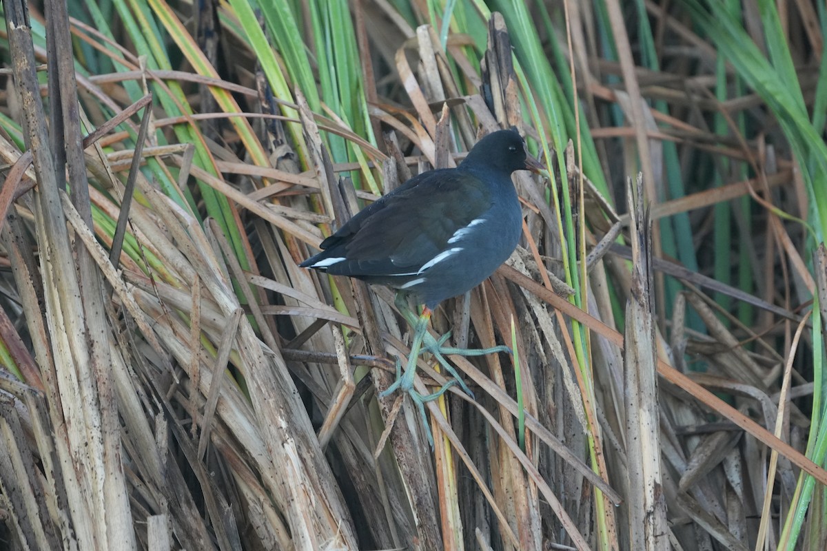 Common Gallinule - ML642104884