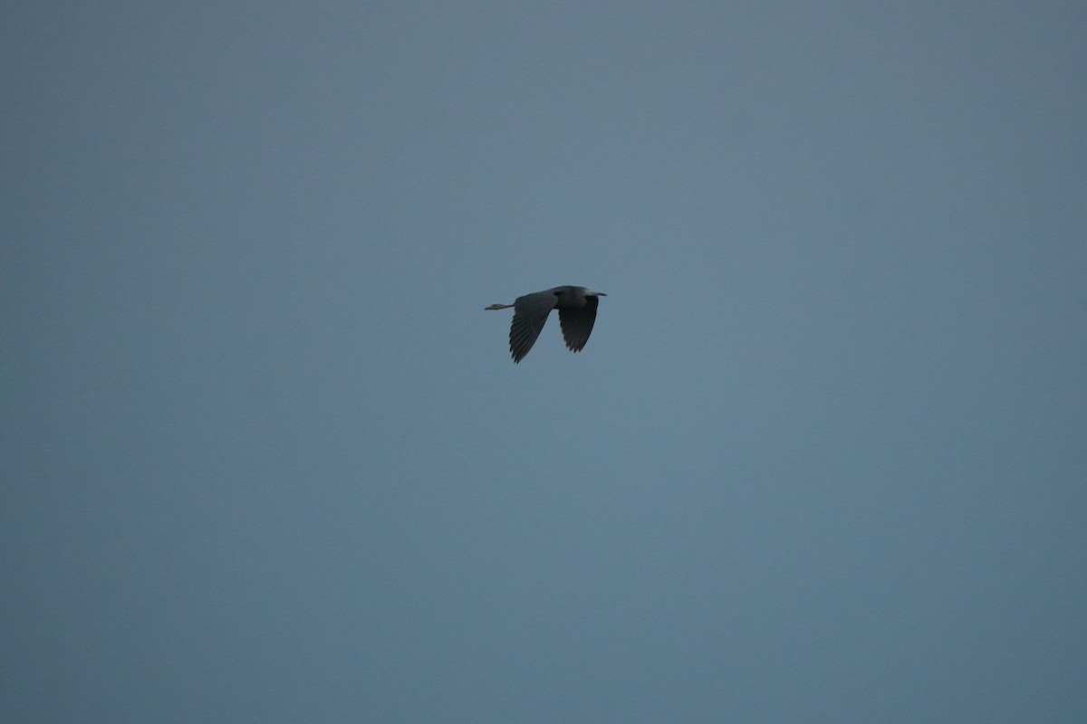 Little Blue Heron - ML642104918