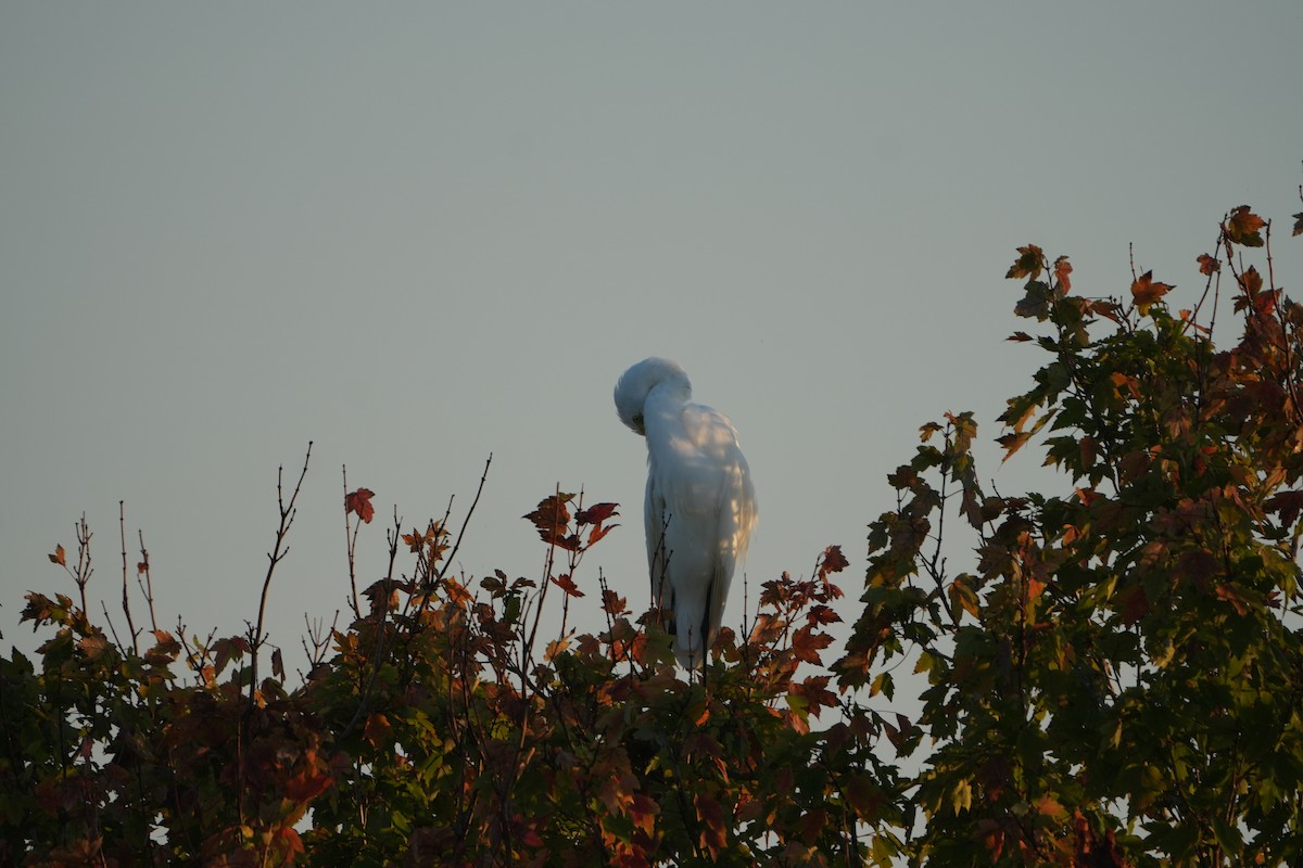 Great Egret - ML642104941