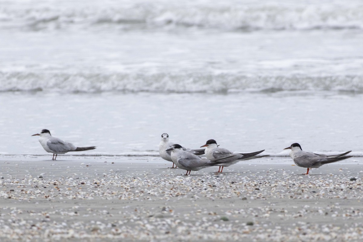 Common Tern - ML642104942