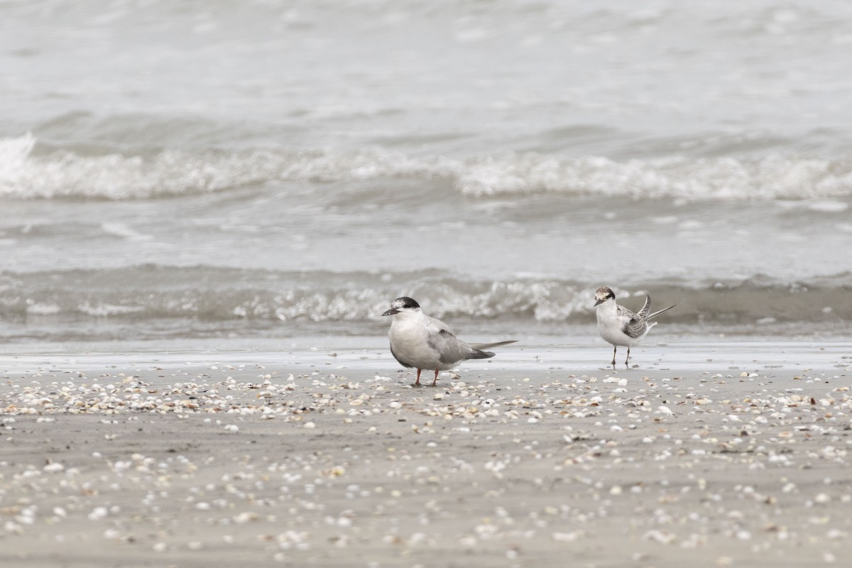 Common Tern - ML642104943