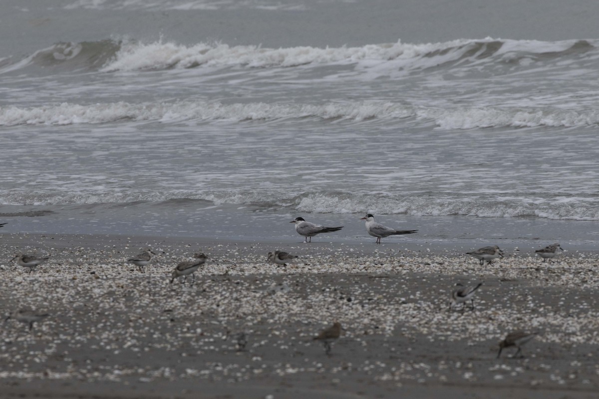 Common Tern - ML642104944