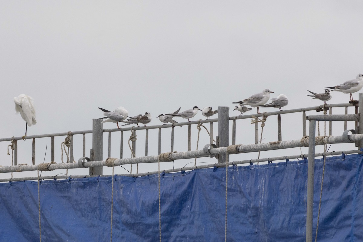 Common Tern - ML642104945