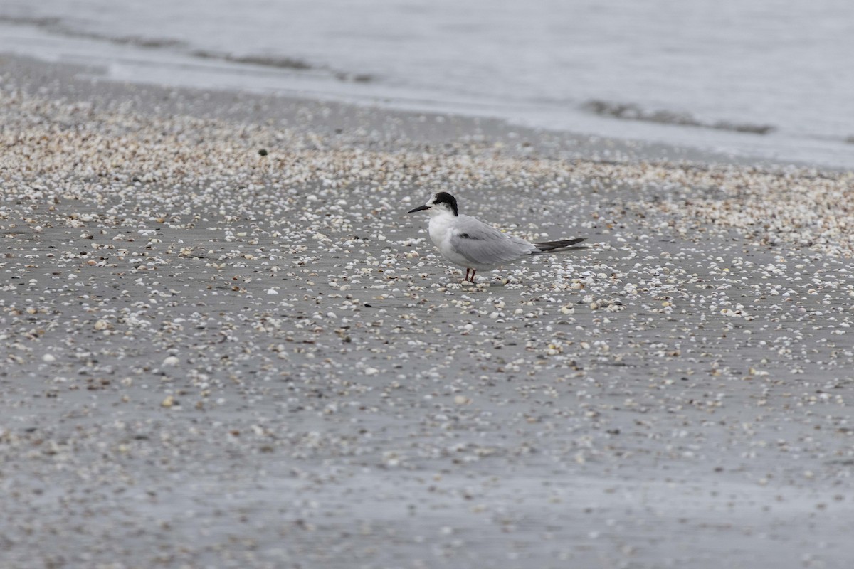 Common Tern - ML642104946