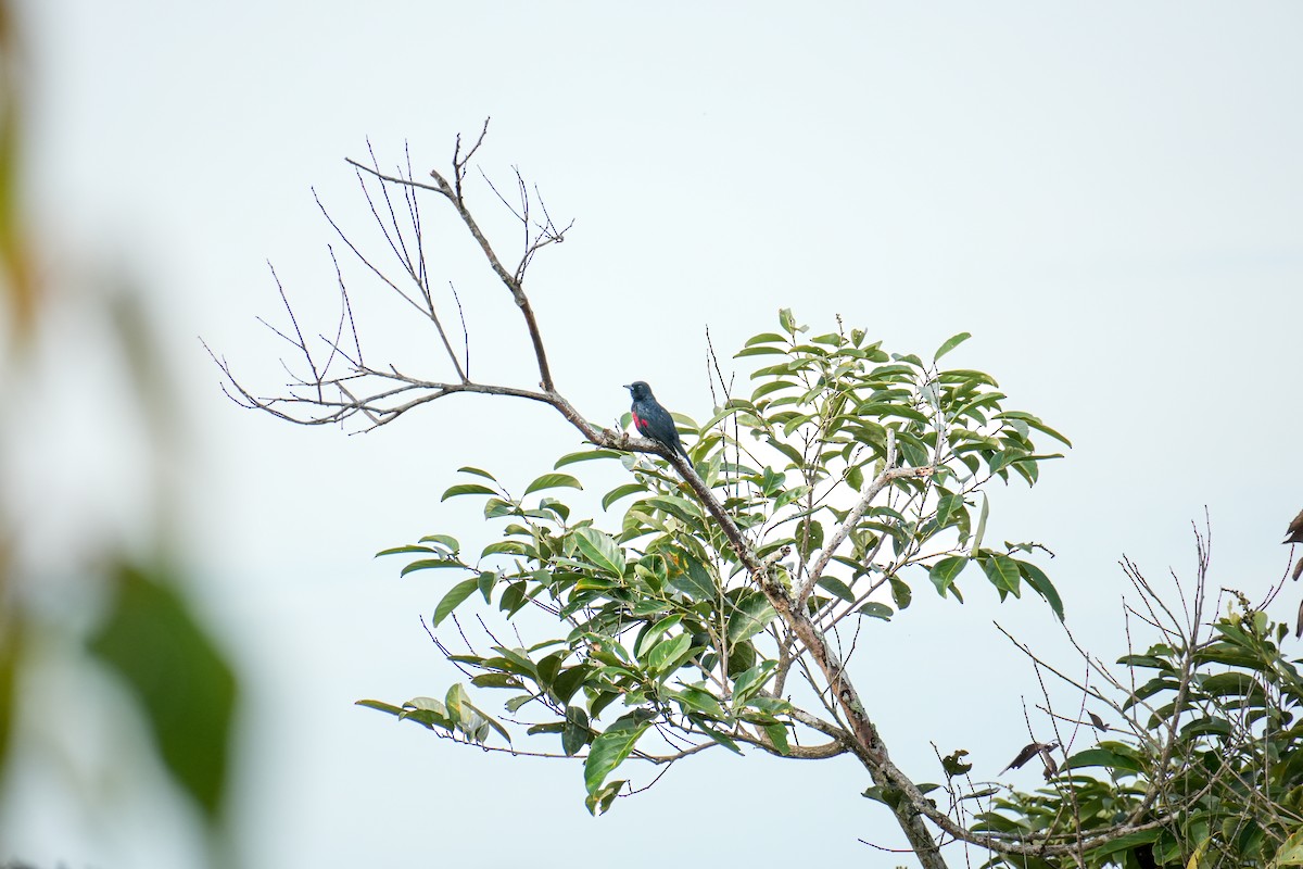 Black-and-crimson Oriole - ML642104959