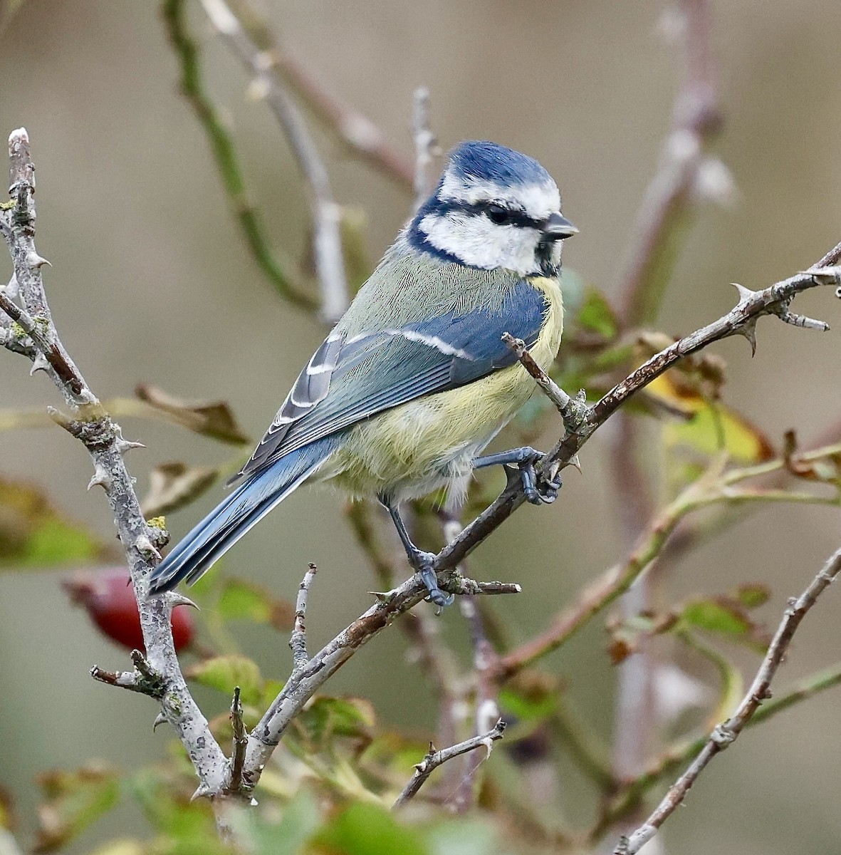Mésange bleue - ML642104966