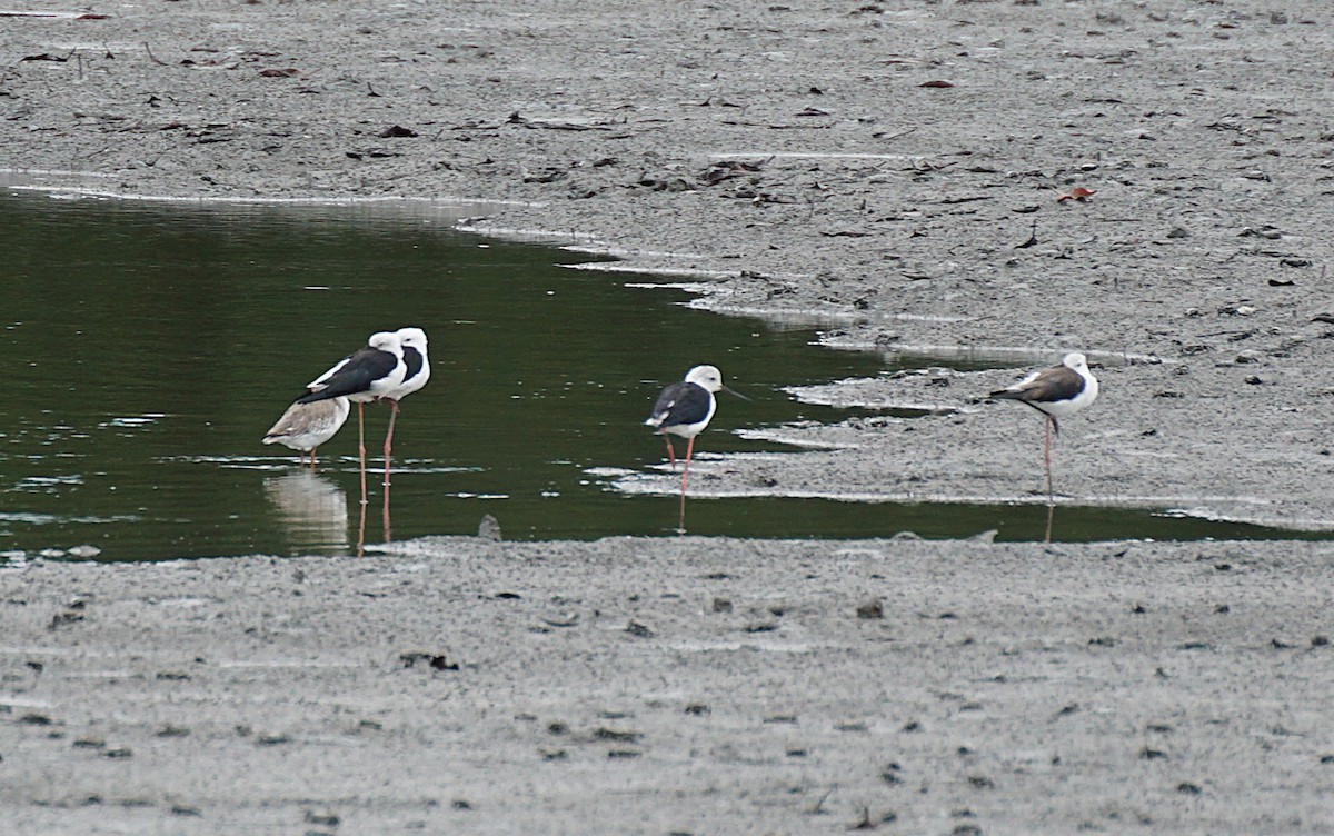 Échasse blanche - ML642104973
