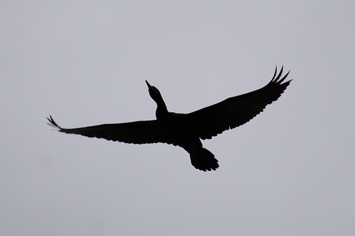 Cormoran à cou brun - ML642104979