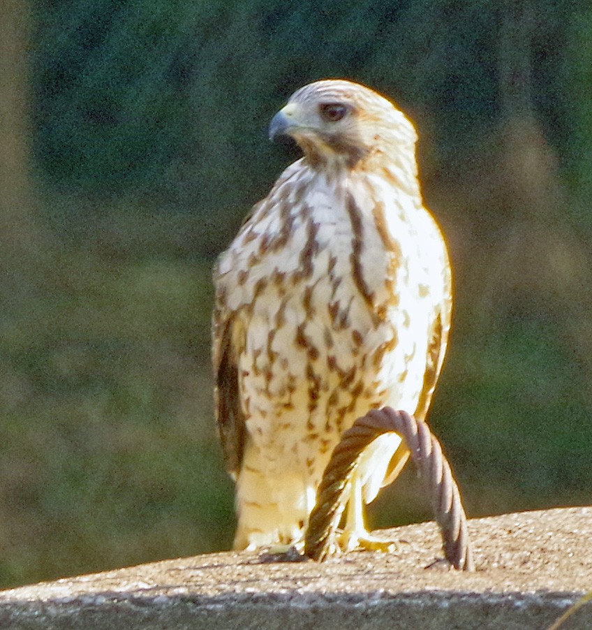Buse à épaulettes - ML642104981