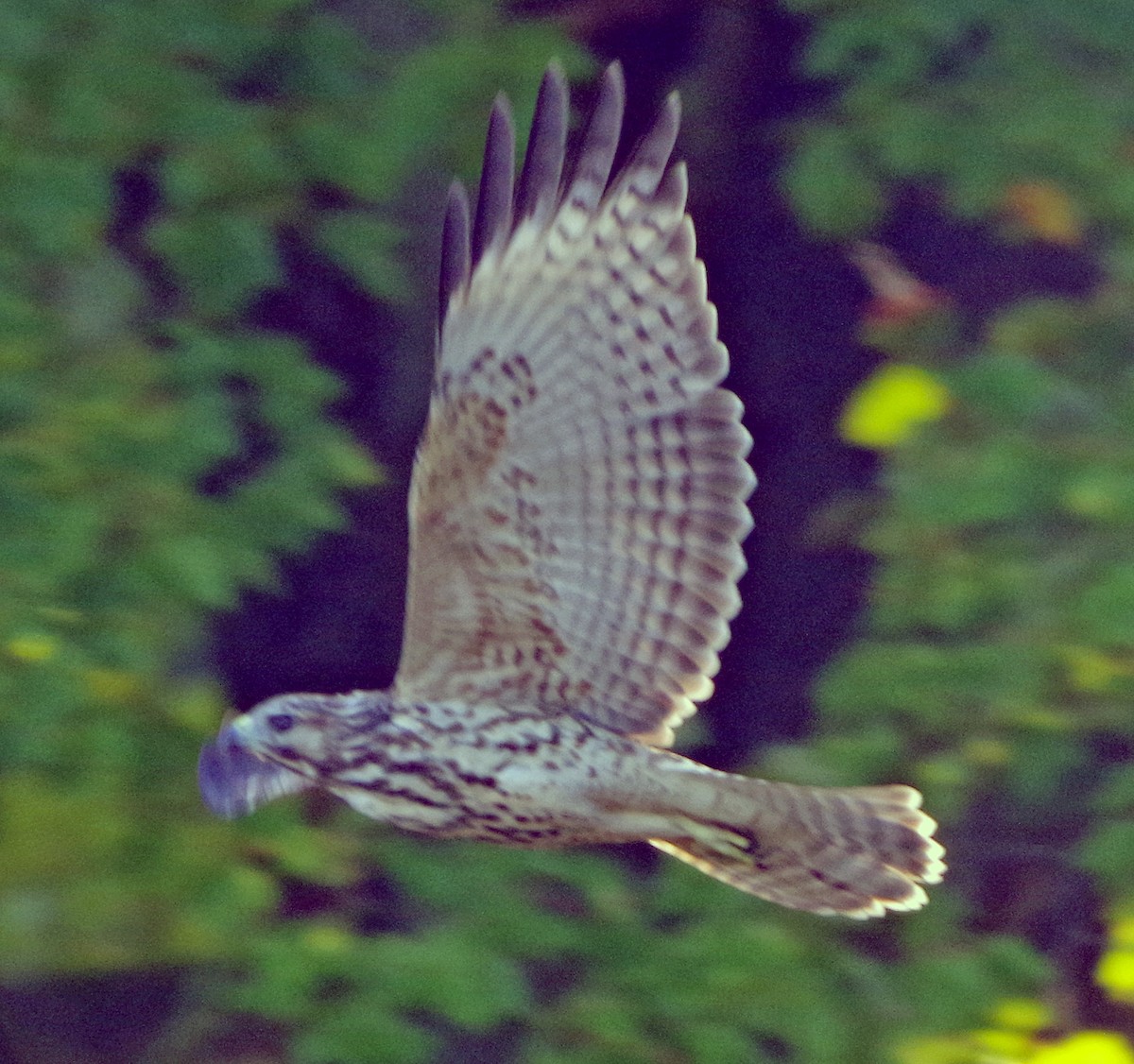Buse à épaulettes - ML642104988