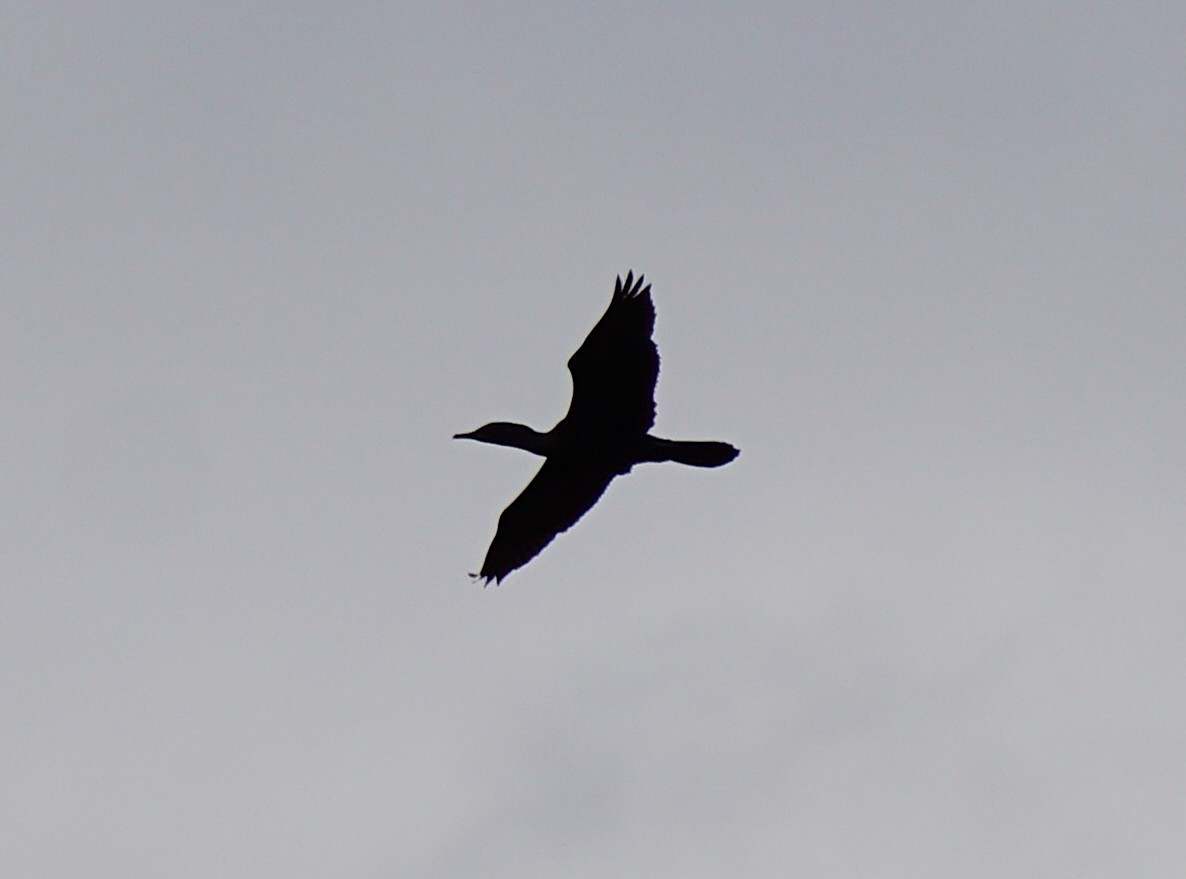 Cormoran à cou brun - ML642104992