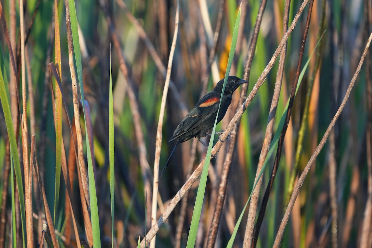 Red-winged Blackbird - ML642104997