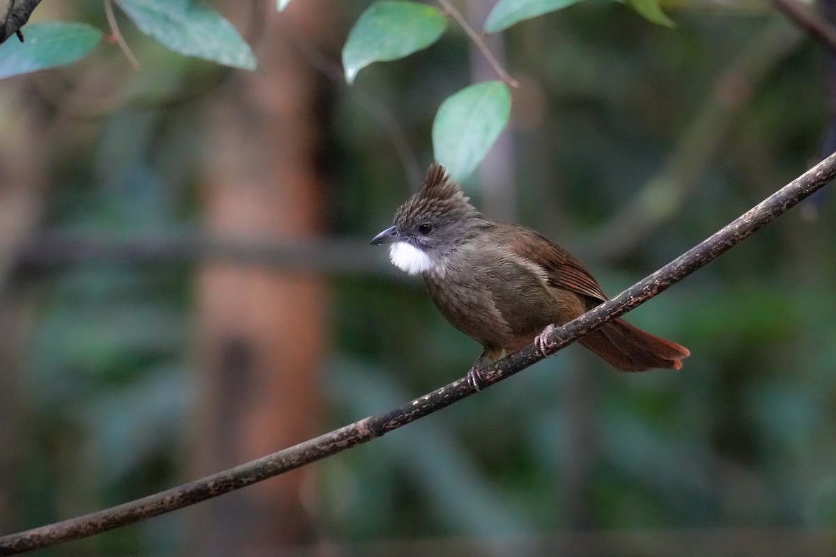 Bulbul à ventre marron - ML642105042