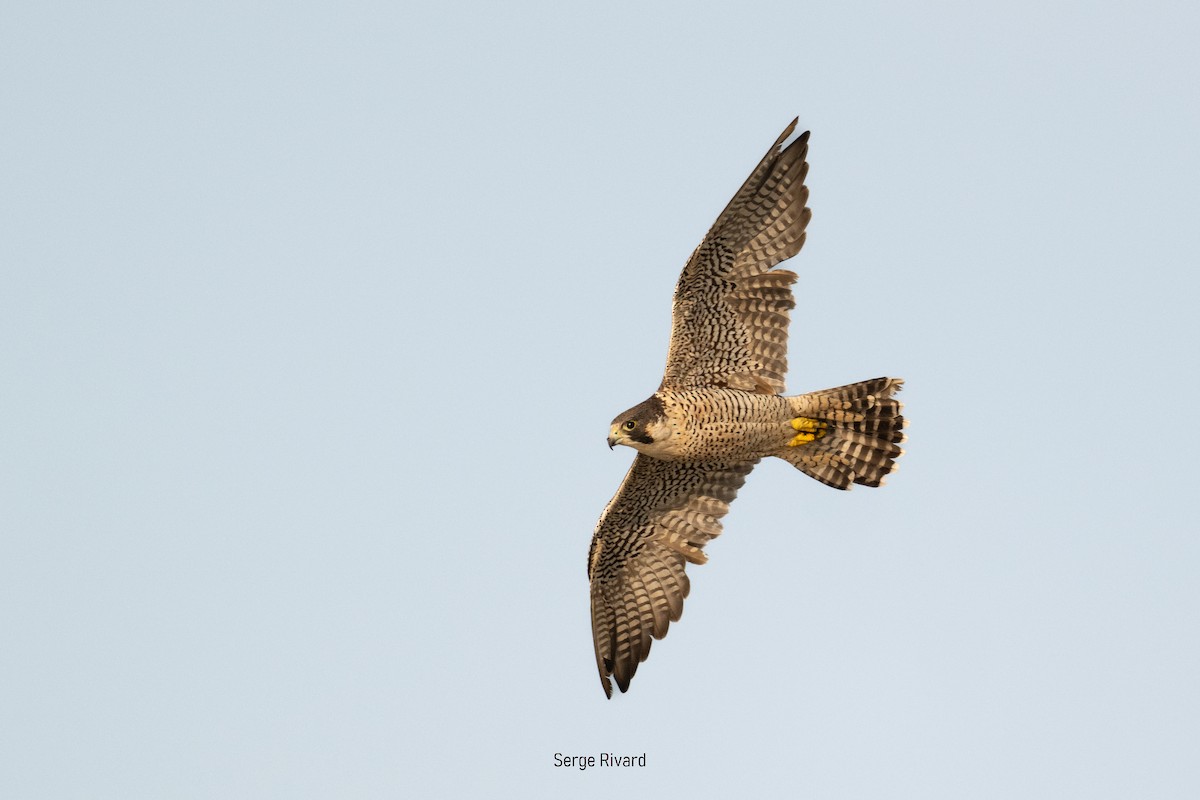Peregrine Falcon - ML642105045