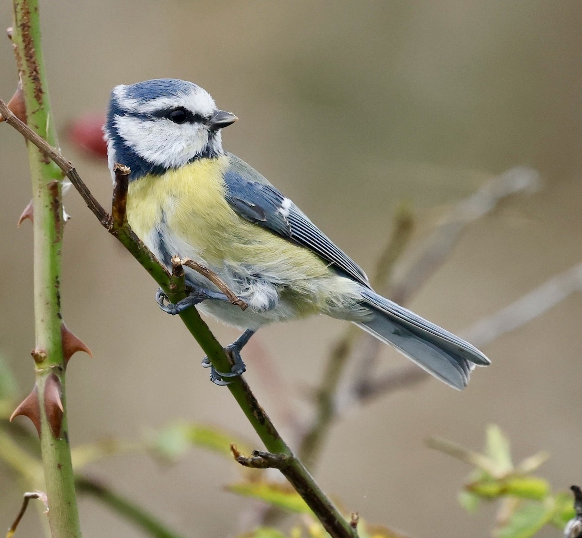Eurasian Blue Tit - ML642105053