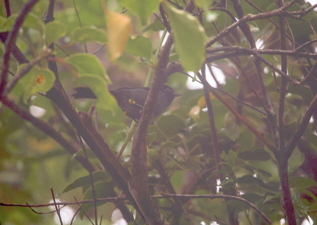 Yellow-thighed Brushfinch - ML642105061