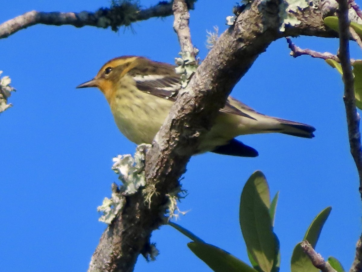 Blackburnian Warbler - ML642105064