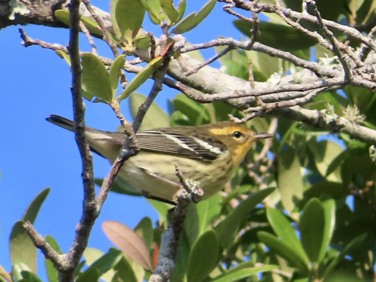 Blackburnian Warbler - ML642105065