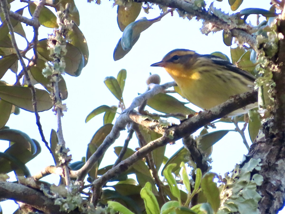 Blackburnian Warbler - ML642105066