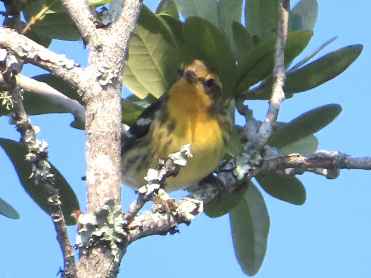 Blackburnian Warbler - ML642105068