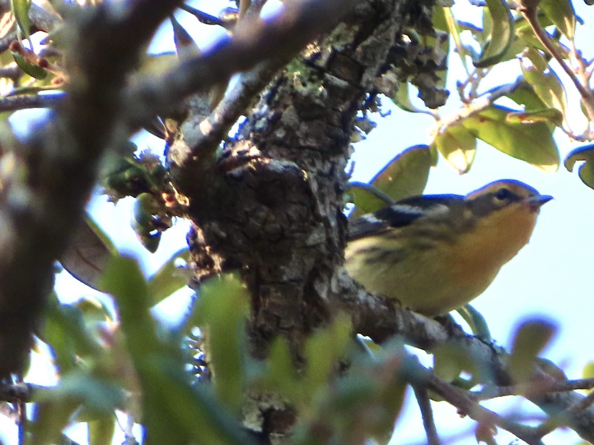 Blackburnian Warbler - ML642105069