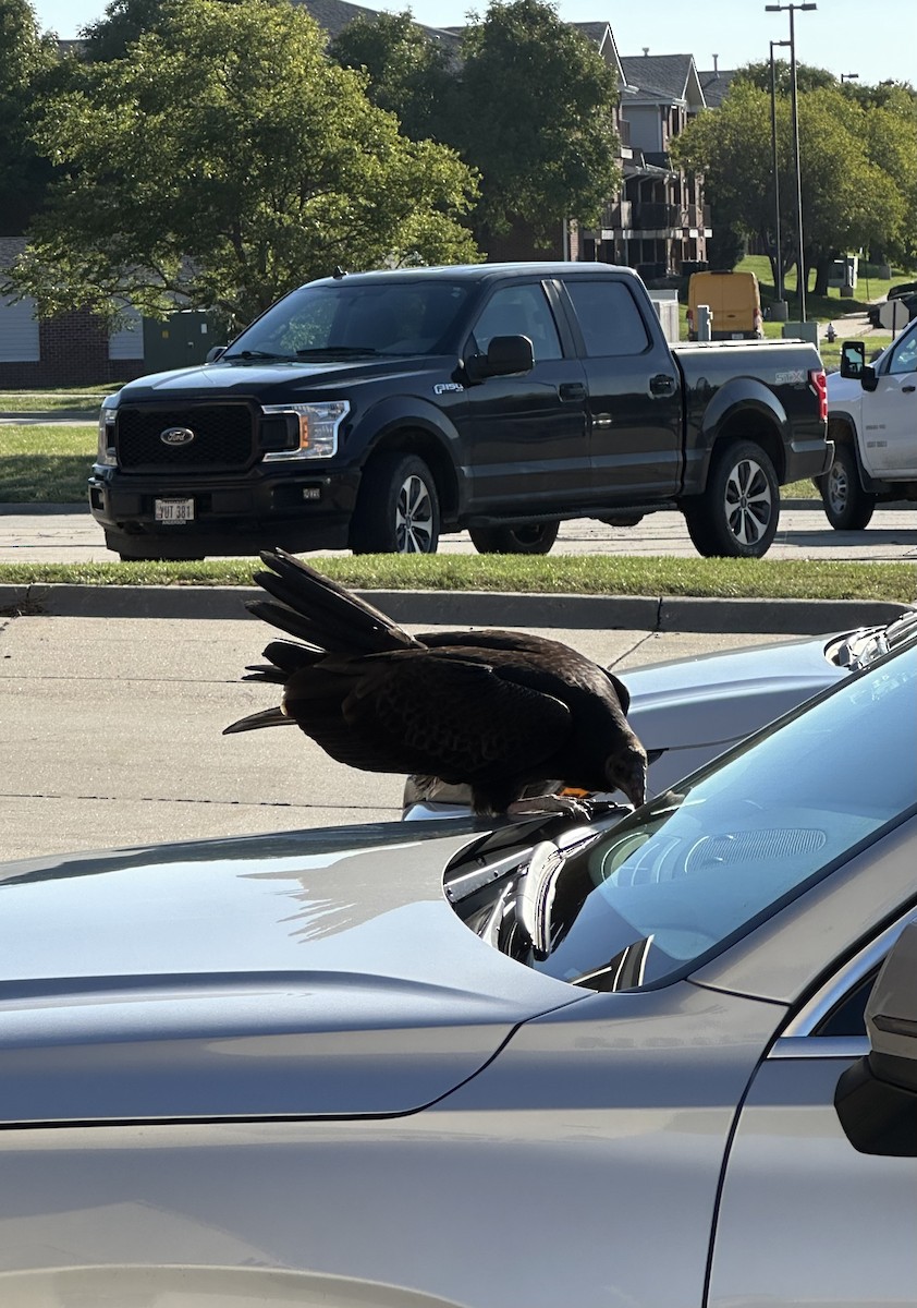 Turkey Vulture - ML642105070