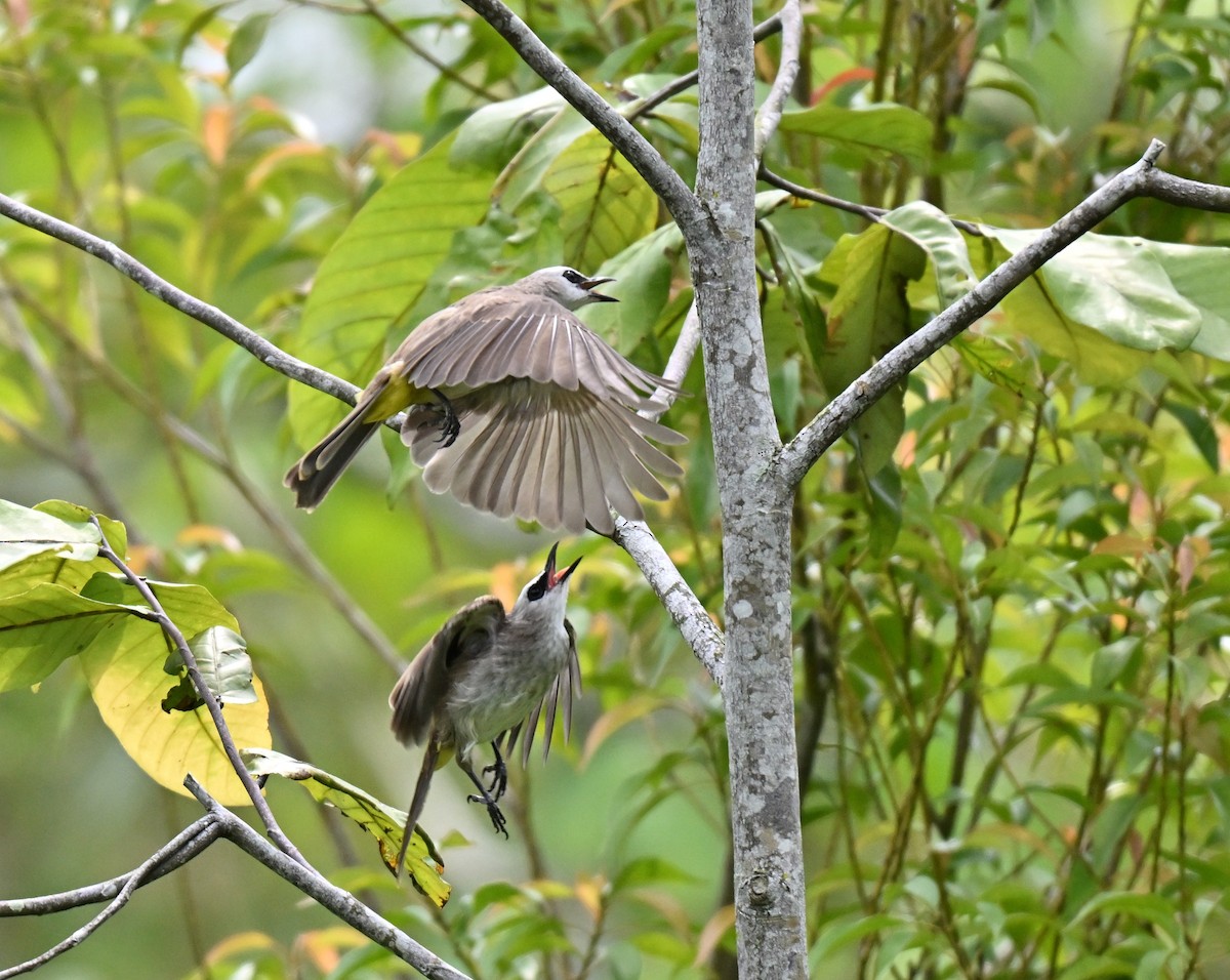 Yellow-vented Bulbul - ML642105082