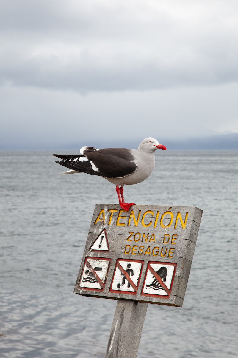 Dolphin Gull - ML642105089