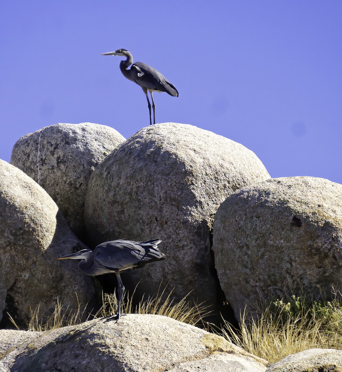 Great Blue Heron - ML642105104