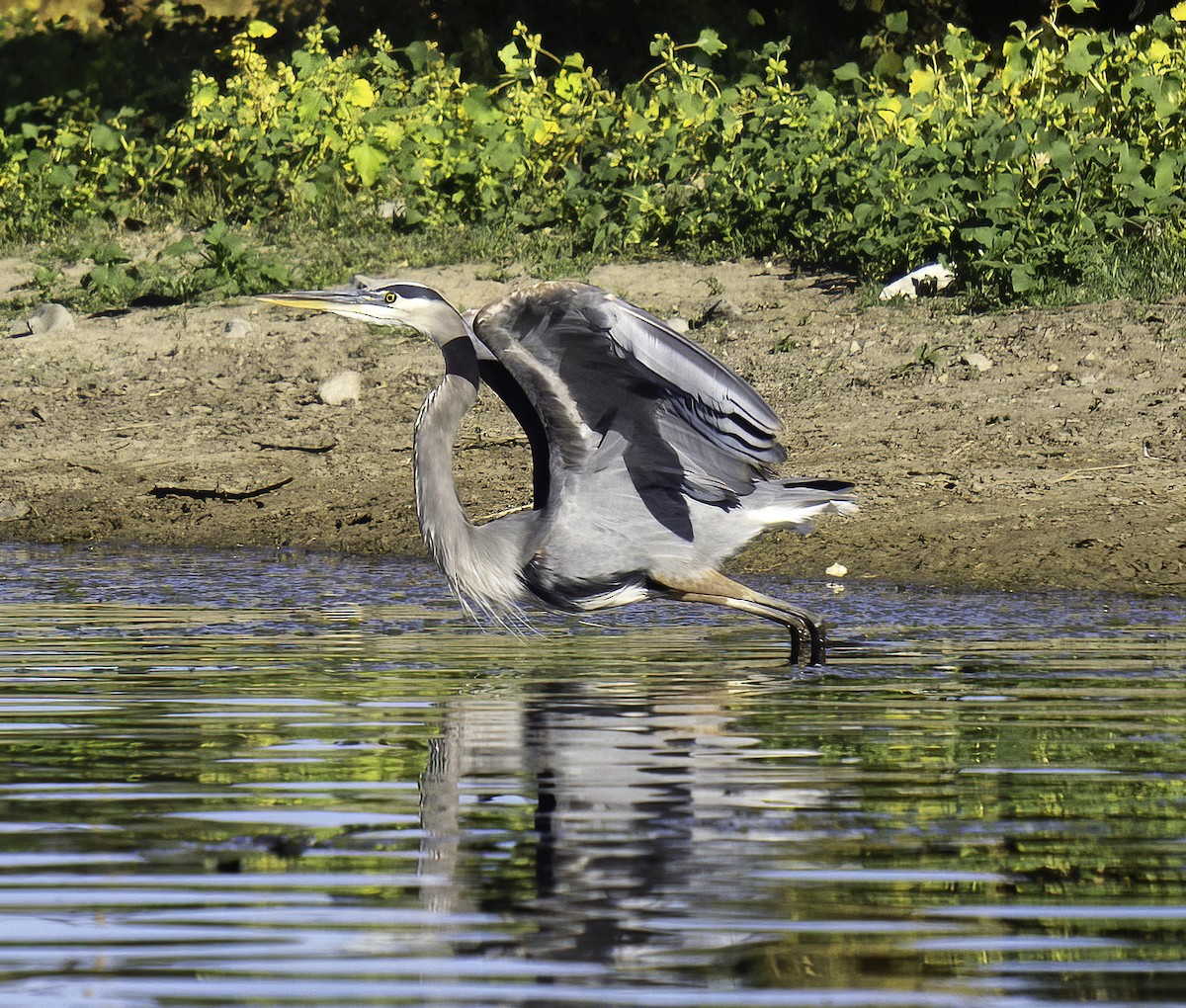 Great Blue Heron - ML642105108