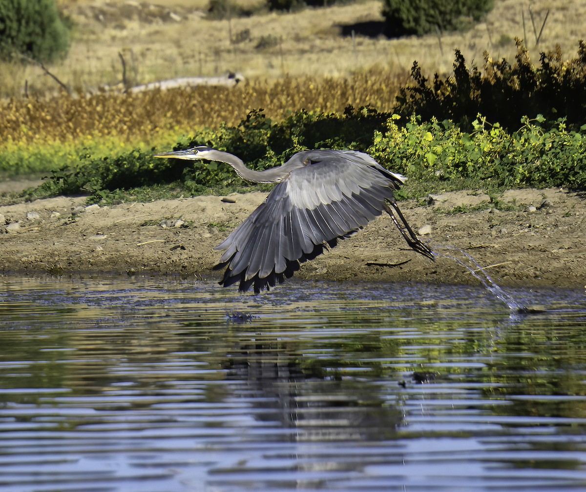 Great Blue Heron - ML642105109