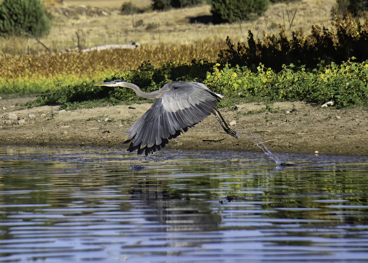 Great Blue Heron - ML642105112