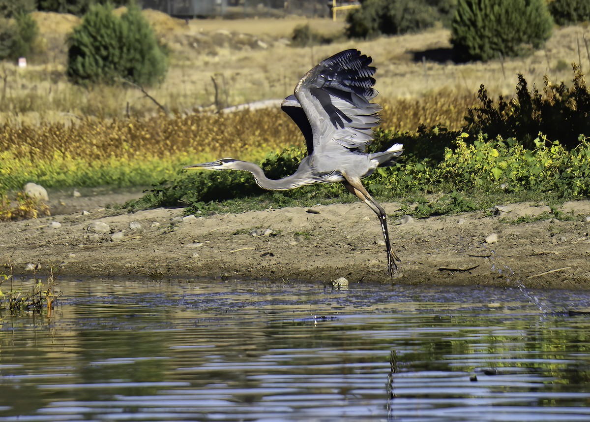 Great Blue Heron - ML642105113
