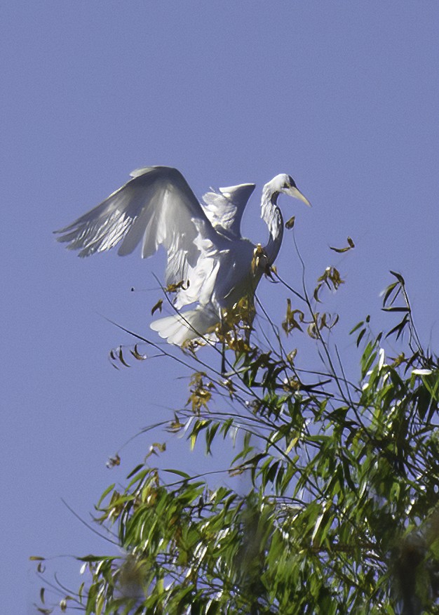 Great Egret - ML642105119