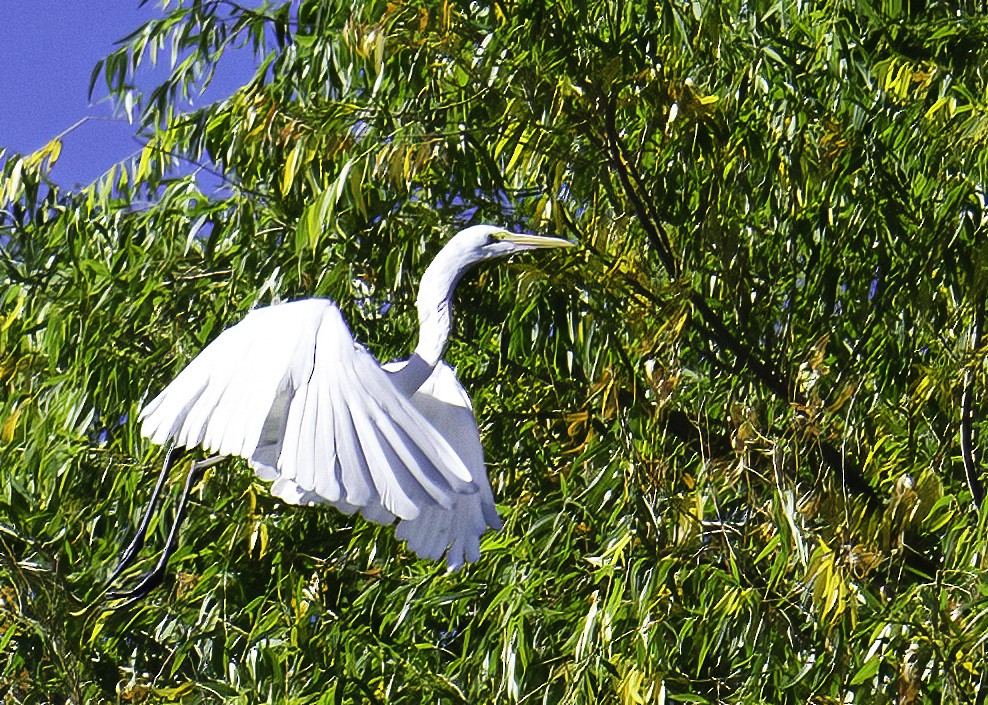 Great Egret - ML642105120